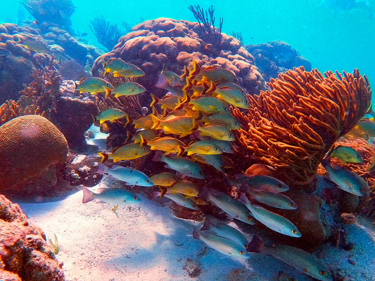 Belize Coral and Fish